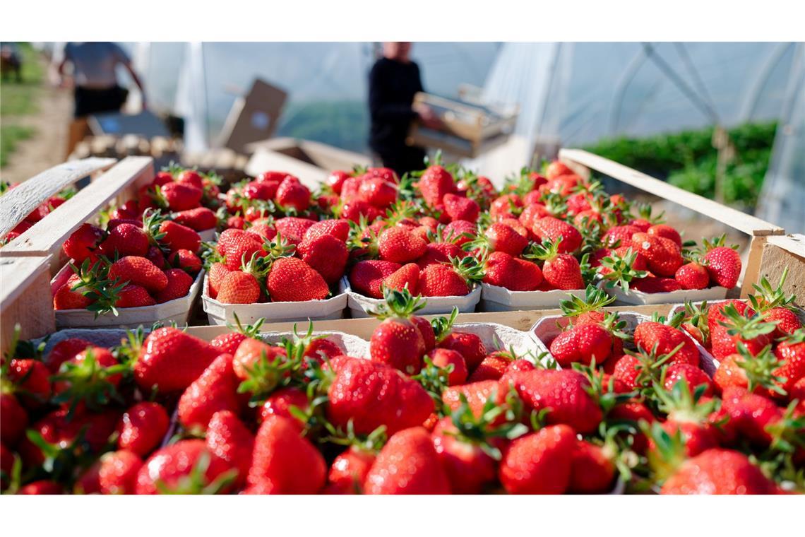 Verbraucher können aktuell besonders günstig Erdbeeren kaufen. (Archivbild)