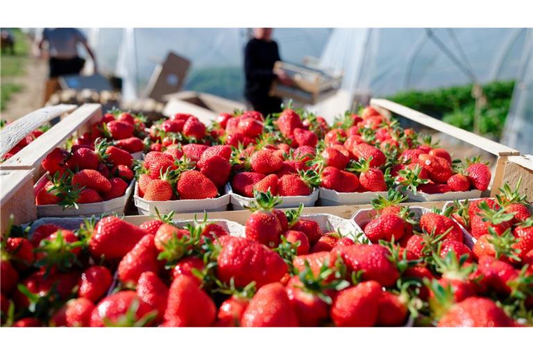 Verbraucher können aktuell besonders günstig Erdbeeren kaufen. (Archivbild)