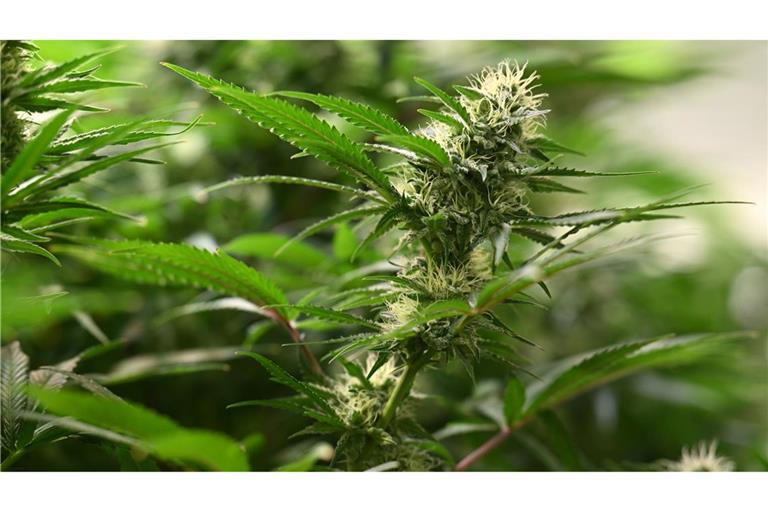 Vereine können seit dem 1. Juli 2024 Anträge für Cannabis-Anbauvereinigungen stellen. (Symbolbild)