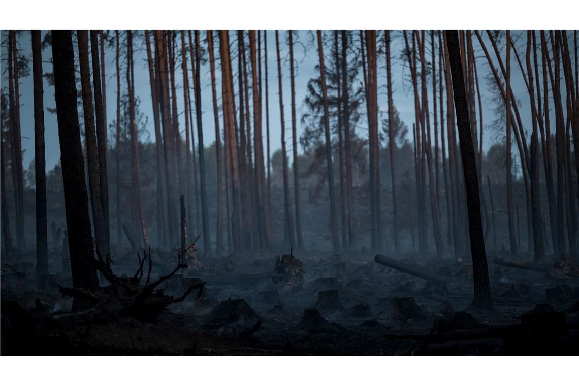 Bilder des Tages Verkohlte Bäume stehen nach einem Waldbrand in einem Waldstück der Saalfelder Höhe auf dem verbrannten Waldboden.