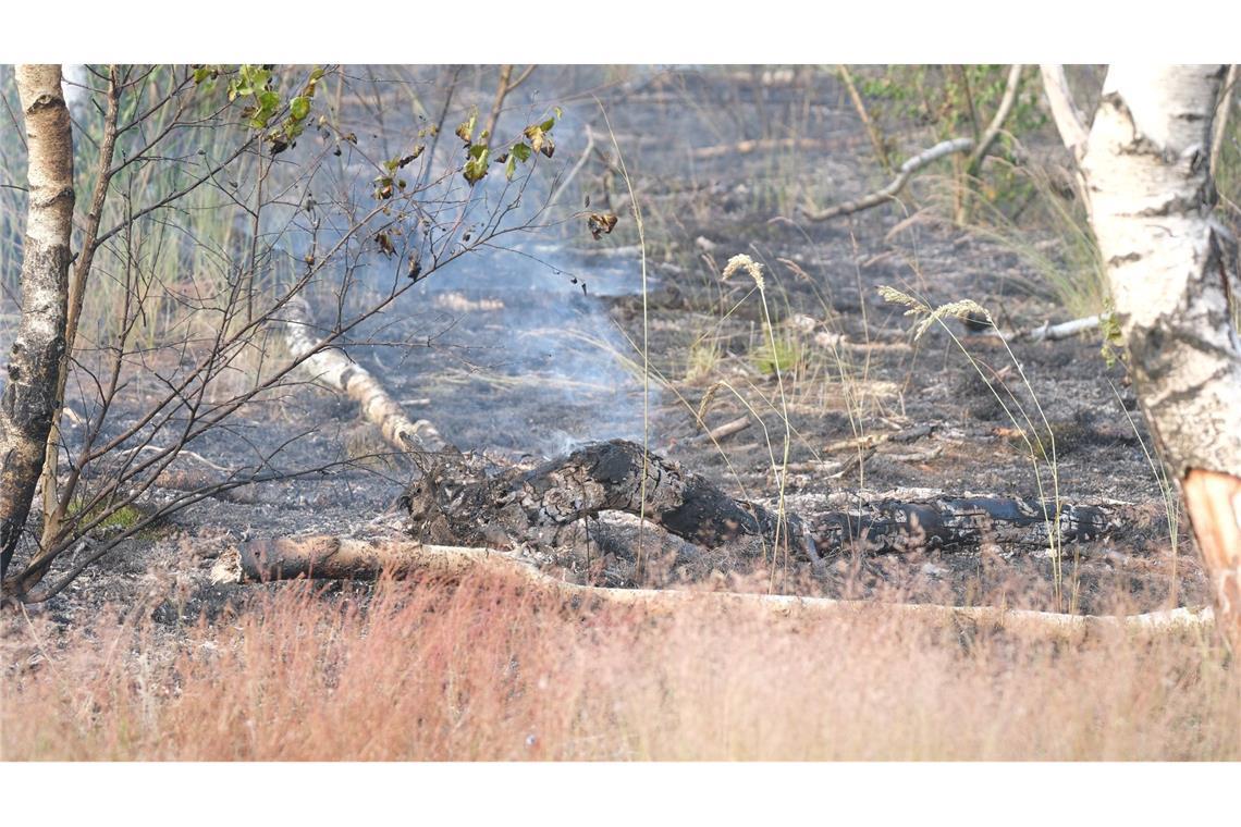 Verkohltes Holz in der Gohrischheide - der Waldbrand brach am Samstag aus.