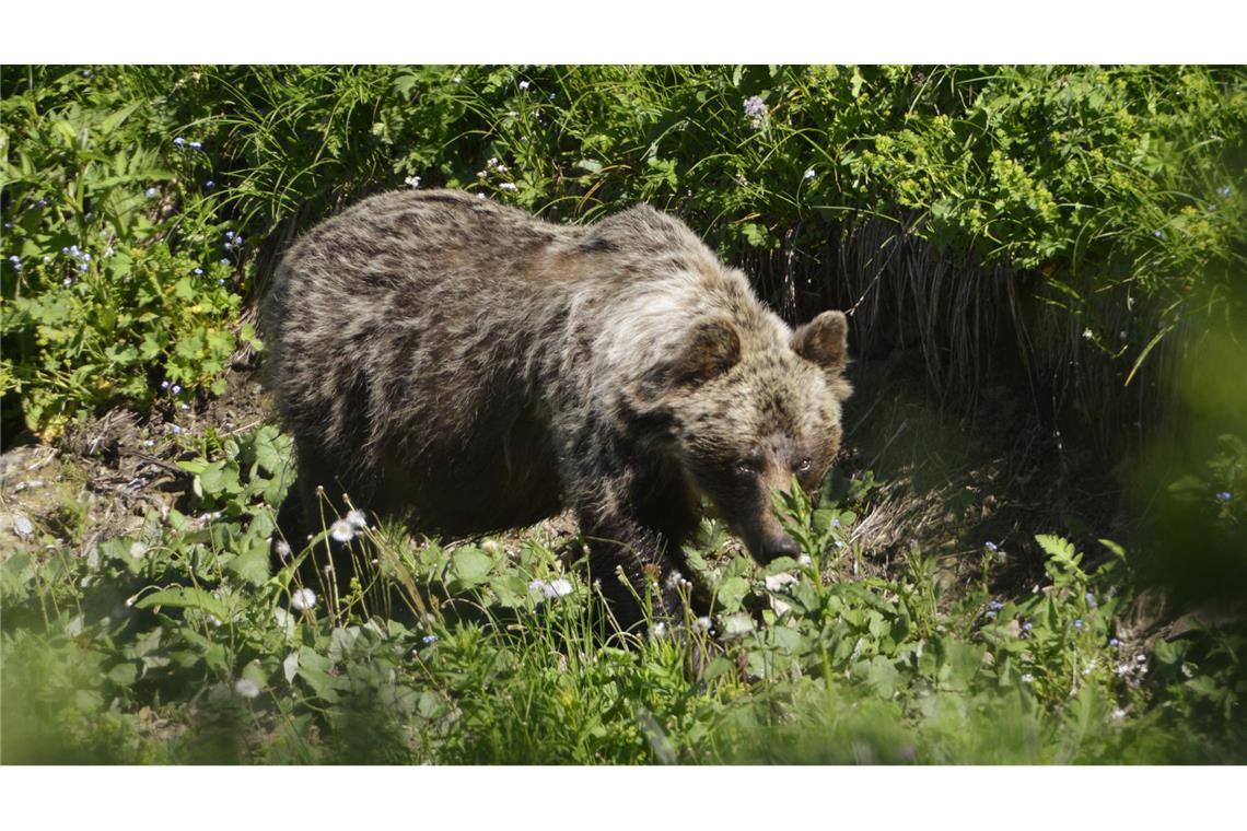 Mann in der Slowakei vermutlich von Braunbär getötet Vermutlich hat ein Braunbär wie dieser den Mann getötet.