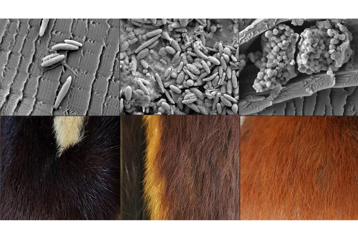 Einheitsbraun statt bunt: So sahen Säugetiere einst aus Verschieden geformte Pigmentkörperchen (oben) stehen im Zusammenhang verschiedenen Fellfarben (unten).