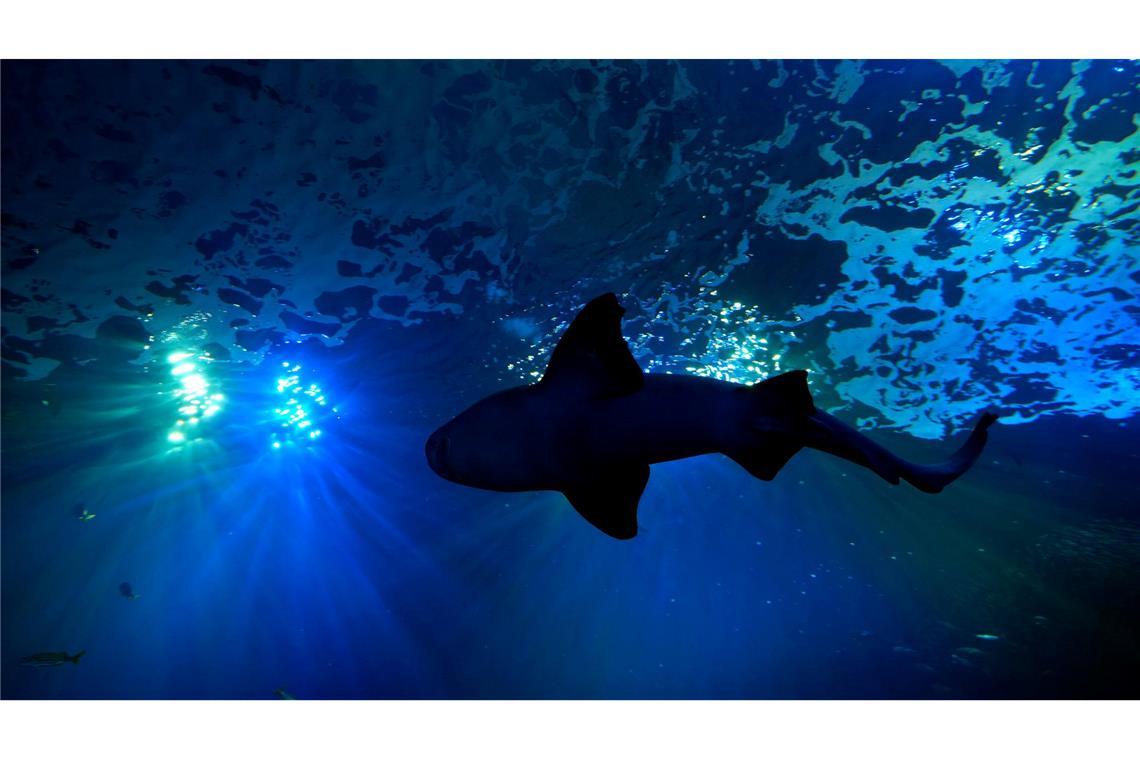 Bilder des Tages Viel Platz für große Fische: Ein Hai schwimmt in einem 400.000-Liter-Becken im Mote Science Education Aquarium im kalifornischen Sarasota.