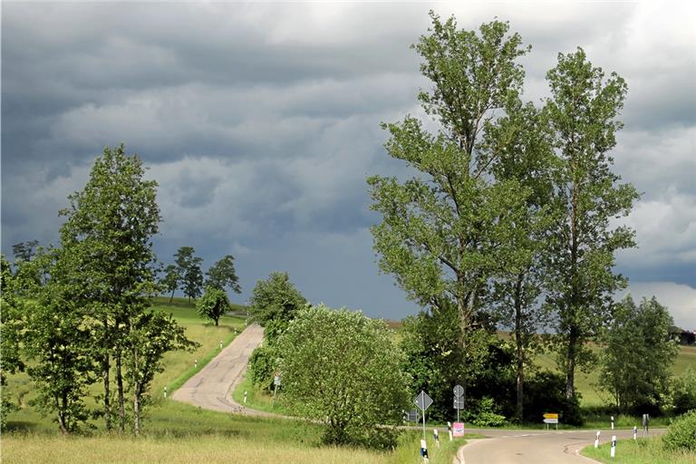 Viele der geradwüchsigen Pappeln in der Umgebung, die sich entlang von Straßen und Gewässern finden, sind mit nordamerikanischen Sorten gekreuzte und aus Stecklingen gewonnene Hybriden, erläutert Jörg Brucklacher. Das Foto zeigt eine seiner Aufnahmen dieser Bäume am Dentelbach. Foto: Jörg Brucklacher