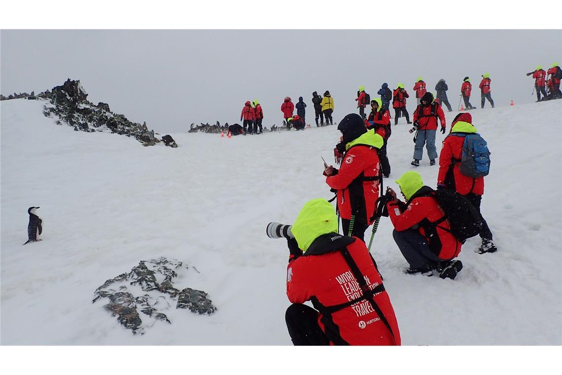Influencer im ewigen Eis: Wird die Antarktis zum Massenziel? Viele Expeditionen ermöglichen es, die Tierwelt der Antarktis hautnah zu erleben.