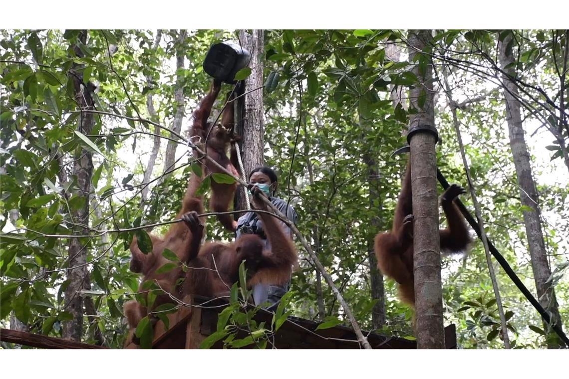 Orang-Utans im Bus: Waldschule auf Borneo zieht um Viele gerettete Orang-Utans müssen erst einmal lernen, wie man auf Bäume klettert.