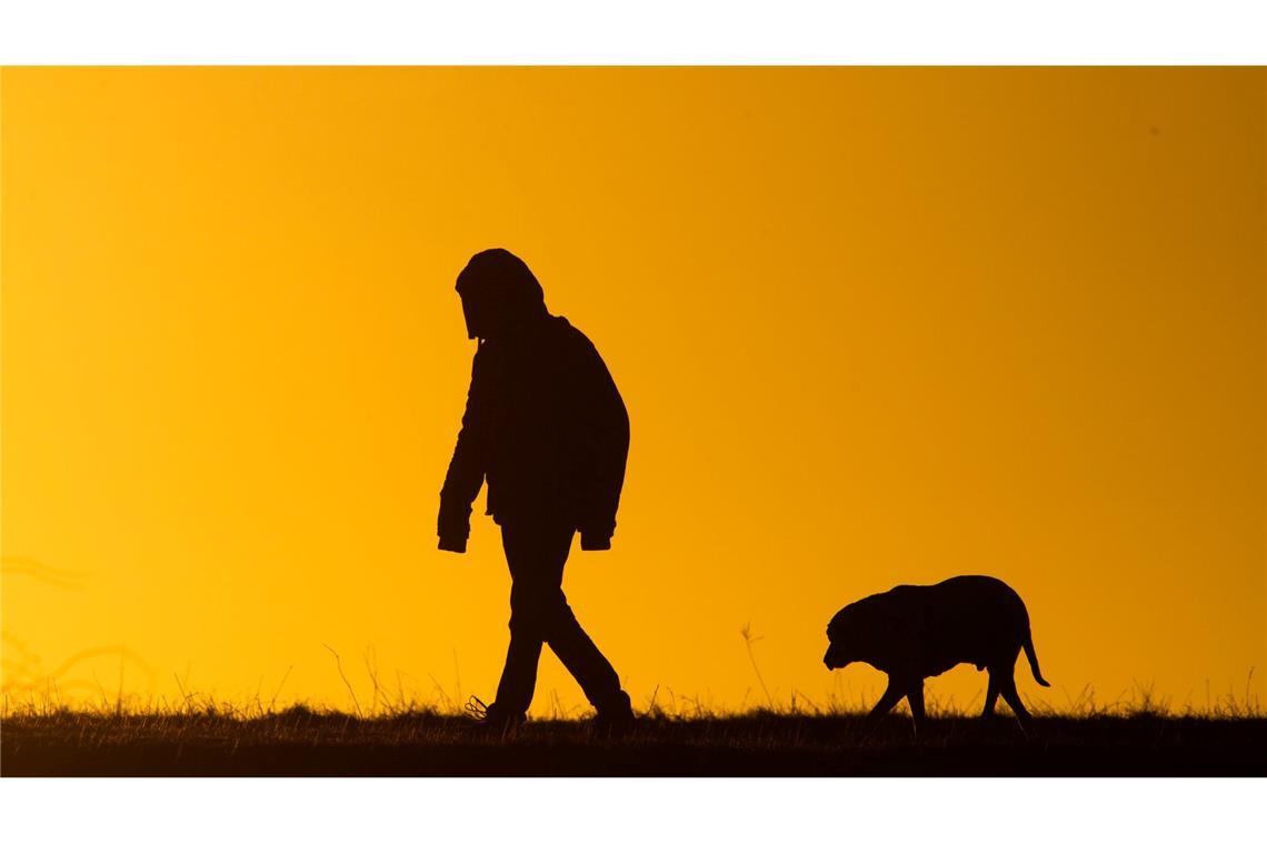 Viele Hundebesitzer bekommen es nicht mit, wenn ihre Tiere leiden. (Symbolbild)