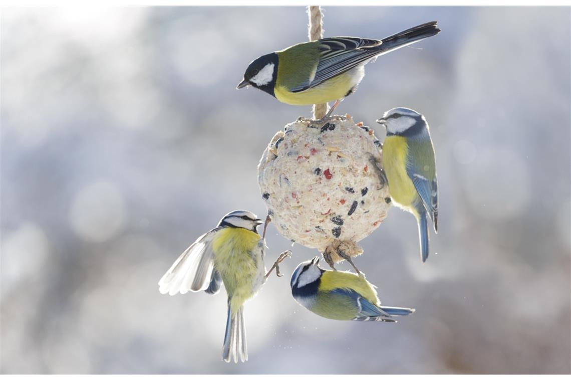 Viele Meisenknödel sind für Vögel gefährlicher, als man denkt. Erfahren Sie, worauf man beim Füttern achten sollte und wie Sie sichere Knödel selber machen.