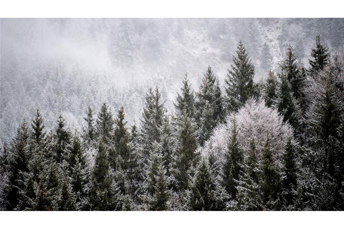 Verband: Preise für selbst geschlagene Bäume dürften steigen Viele Menschen wollen einen Weihnachtsbaum im Wald selbst schlagen. (Illustration)