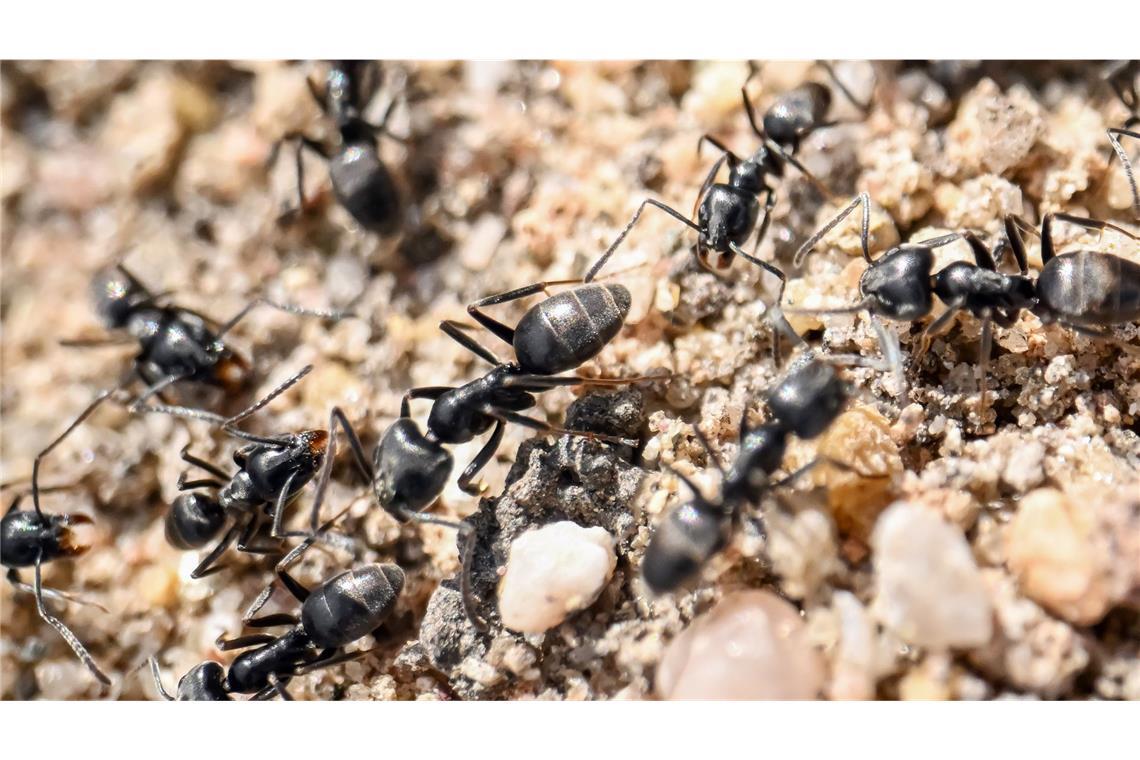 „Weitere Ausbreitung zu erwarten“ – invasive Ameise auf dem Vormarsch Viele Orte in Baden-Württemberg werden derzeit von einer Ameisenplage heim gesucht.