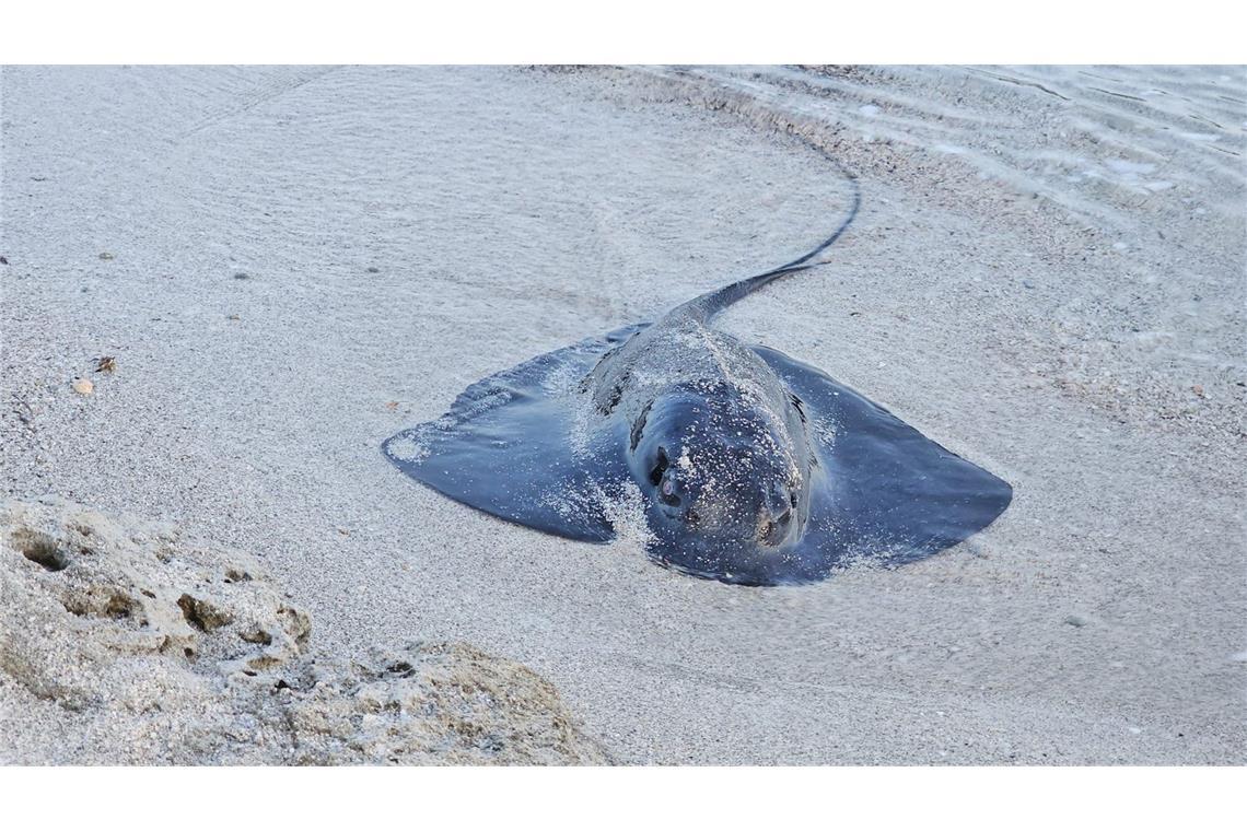 Rochen verletzt Jungen auf Mallorca Viele Rochen verenden am Strand. (Foto Handout)