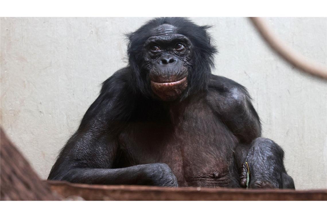 Viele Tiere werden im Zoo deutlich älter als im Mittel in der Wildbahn.