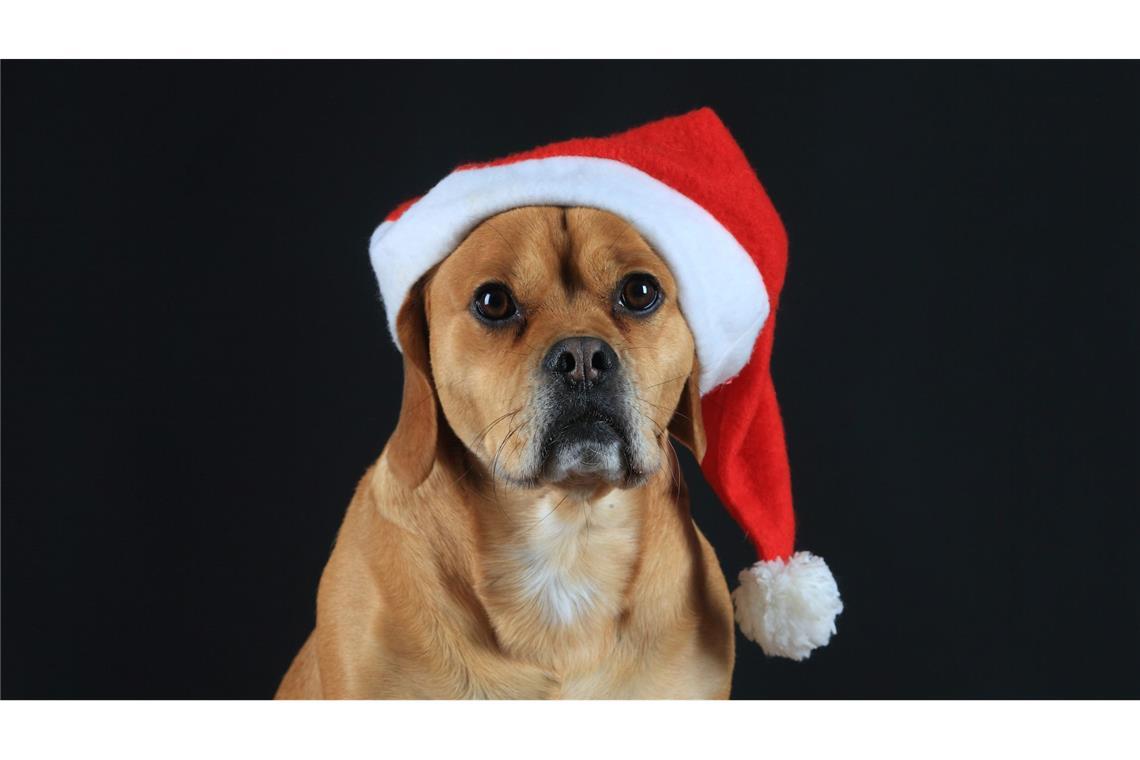 Das dürfen Hunde auf keinen Fall fressen Viele Weihnachtsleckereien sind für Hunde absolut tabu: Schokolade, Rosinen, Zimt und alkoholhaltige Speisen sind für sie gesundheitsschädlich.