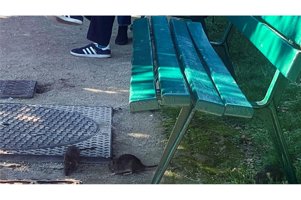 Vielerorts in Paris gehören Ratten praktisch zum Stadtbild.