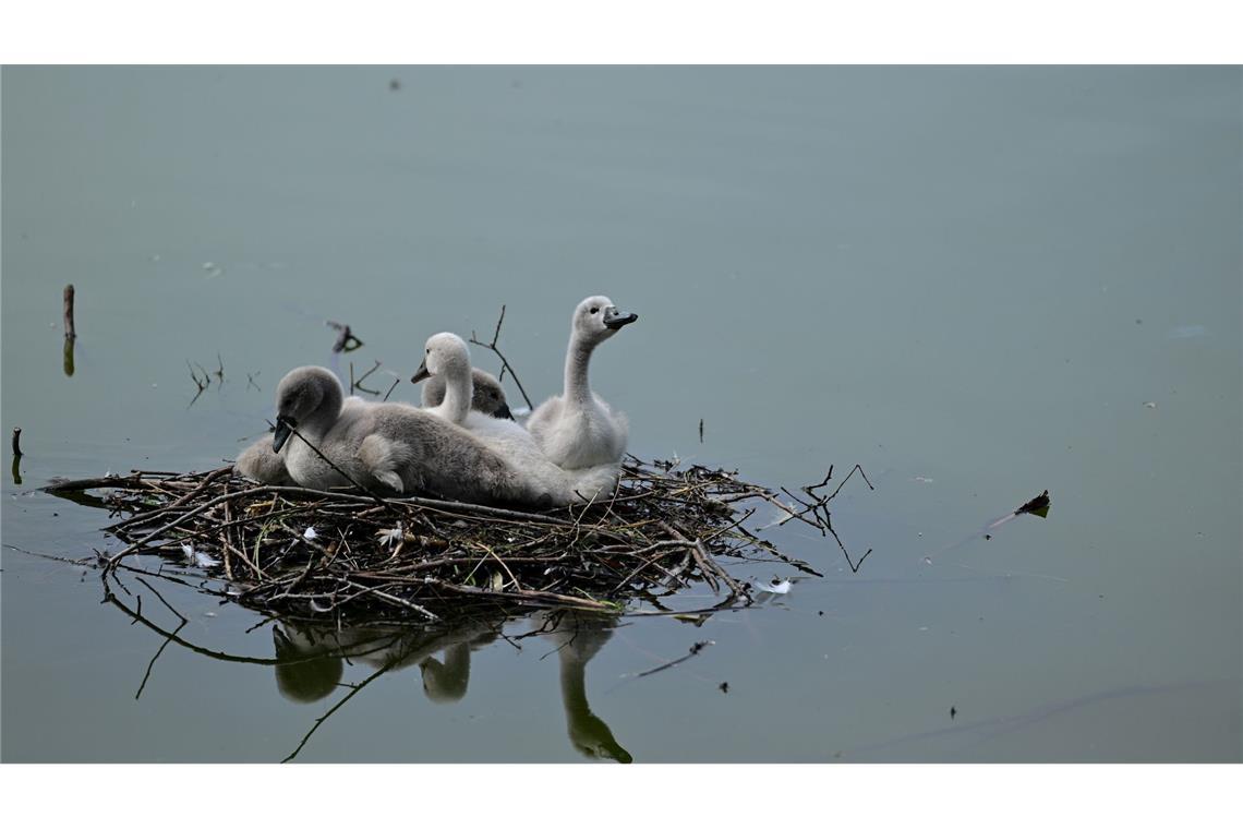 Bilder des Tages Vier Schwanenjunge sitzen in einem Nest auf dem Blümelteich im Volkspark Mariendorf in Berlin.