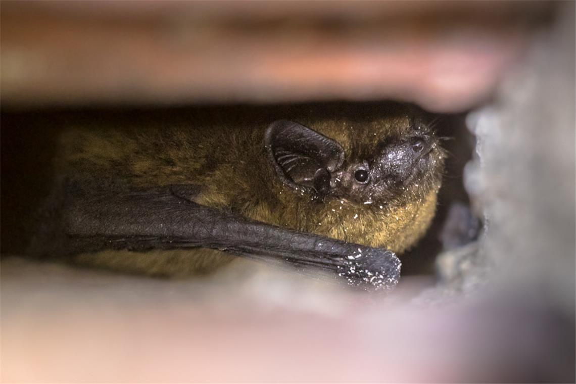 Über 40.000 Euro für vier Fledermäuse - Steuerzahlerbund kritisiert Fledermaus-Monitoring Vier Zwergfledermäuse verzögern den Abriss einer Gemeindehalle in Kirchberg an der Murr. Über 40.000 Euro für Ersatzquartiere und Monitoring sorgen für Kritik des Steuerzahlerbundes.
