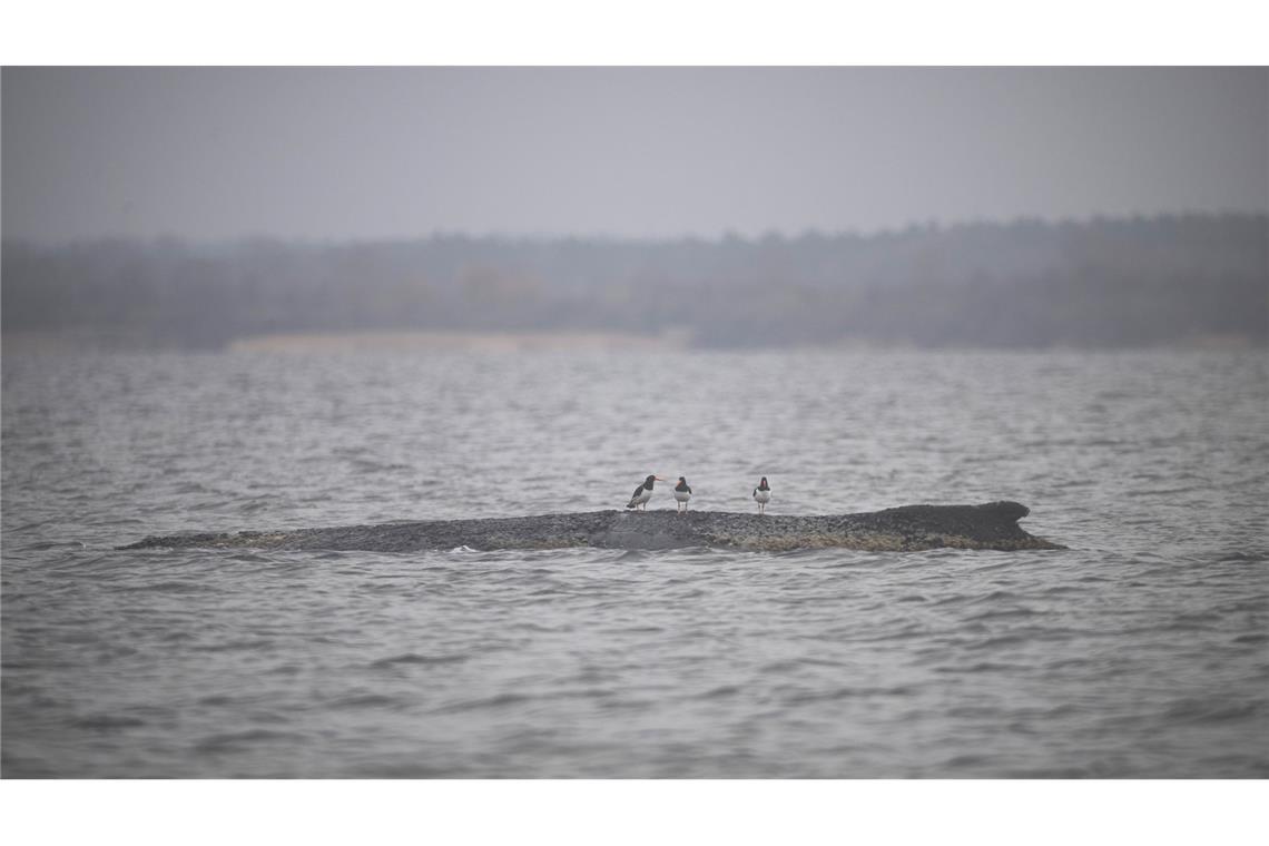 Vögel sitzen auf dem Rücken des Wals.