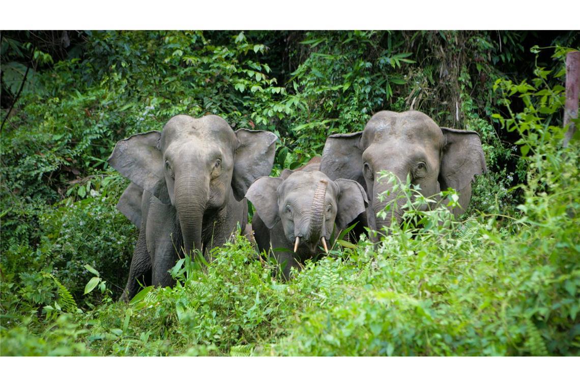 WWF-Bericht: Igeln geht es schlechter, Seeadlern besser Von der kleinsten Unterart des Asiatischen Elefanten, den Borneo-Elefanten, leben nur noch rund tausend Tiere in freier Wildbahn. (Handout)