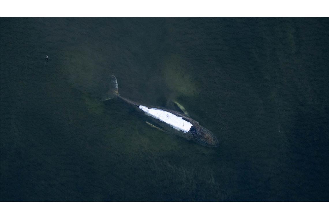Von einem Flugzeug aus sind der Buckelwal und die Tücher auf seinem Rücken gut zu sehen.