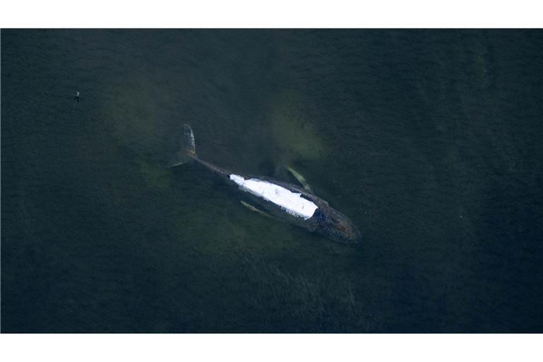 Von einem Flugzeug aus sind der Buckelwal und die Tücher auf seinem Rücken gut zu sehen.