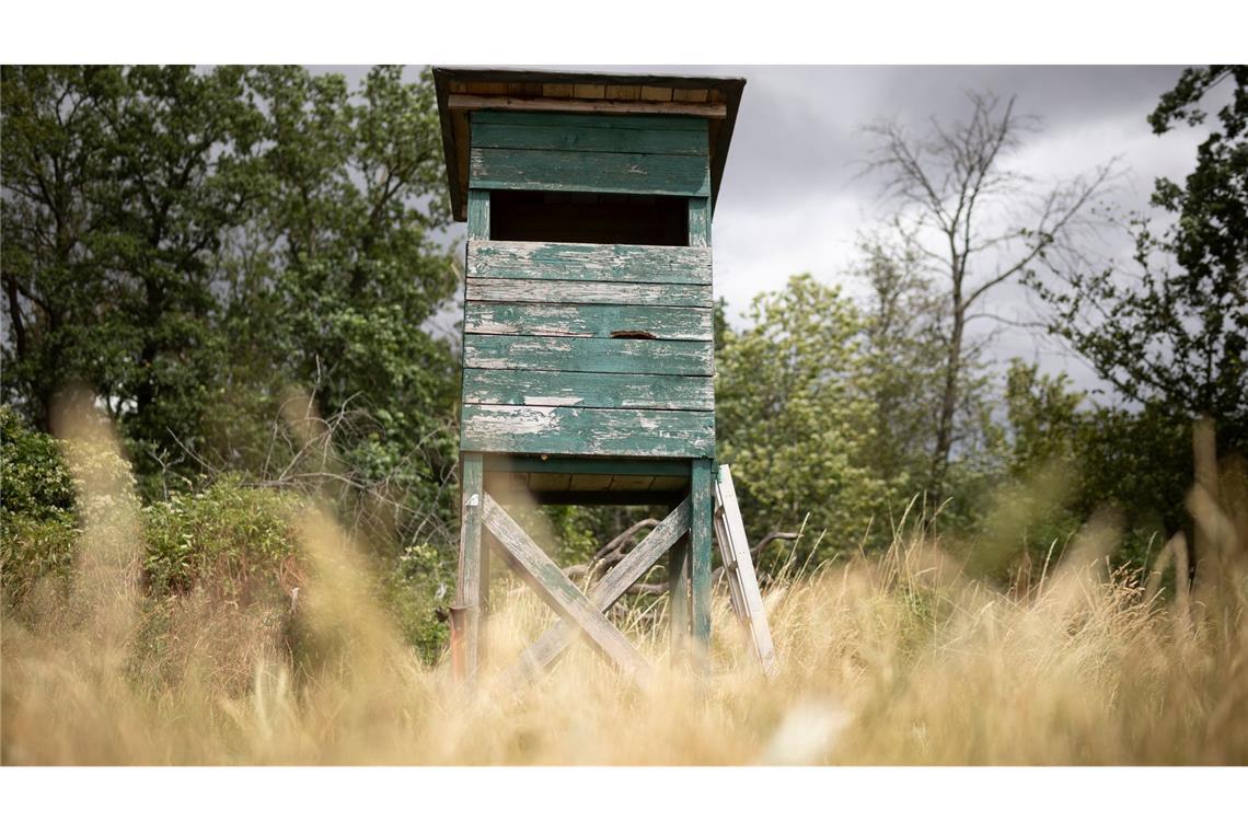 Von einem Hochsitz sichtet ein Jäger im nördlichen Rheinland-Pfalz ein größeres katzenartiges Tier. (Symbolbild)