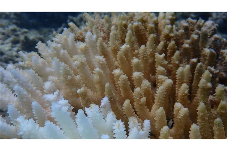 Von Kimberley bis Ningaloo: Von der Bleiche betroffen ist ein Gebiet von rund 1.500 Kilometern Länge.