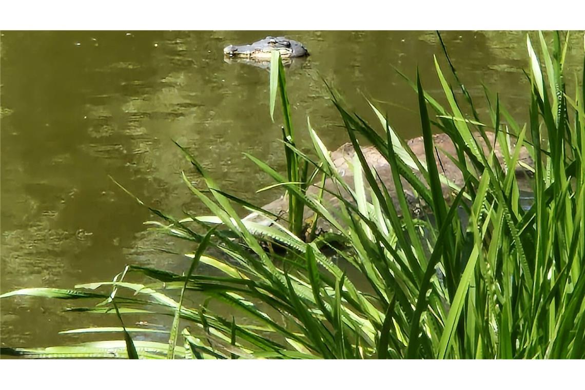 Falscher Alligator sorgt für Aufsehen an Berliner Teich Von weitem wirkte die Attrappe täuschend echt.