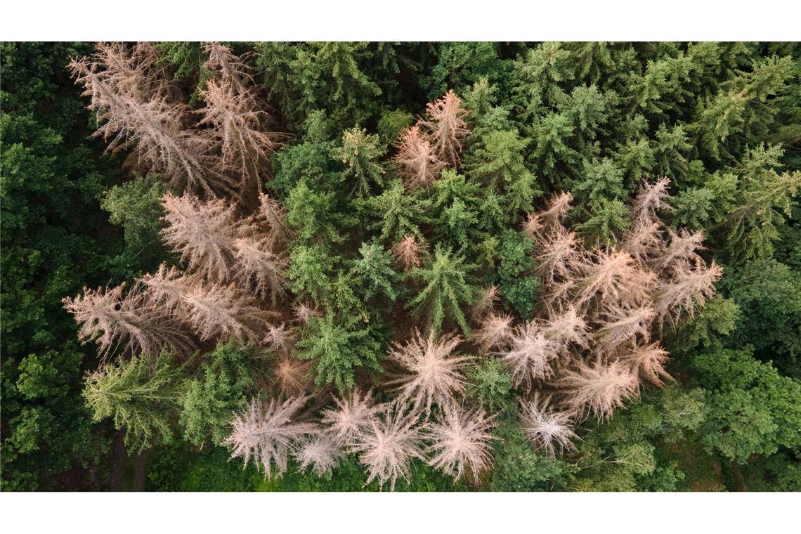 Satellitendaten zeigen: 900.000 Hektar Wald verloren Vor allem im Harz, im Bergischen Land und in Thüringen ist der Waldrückgang besonders groß. (Archivbild)