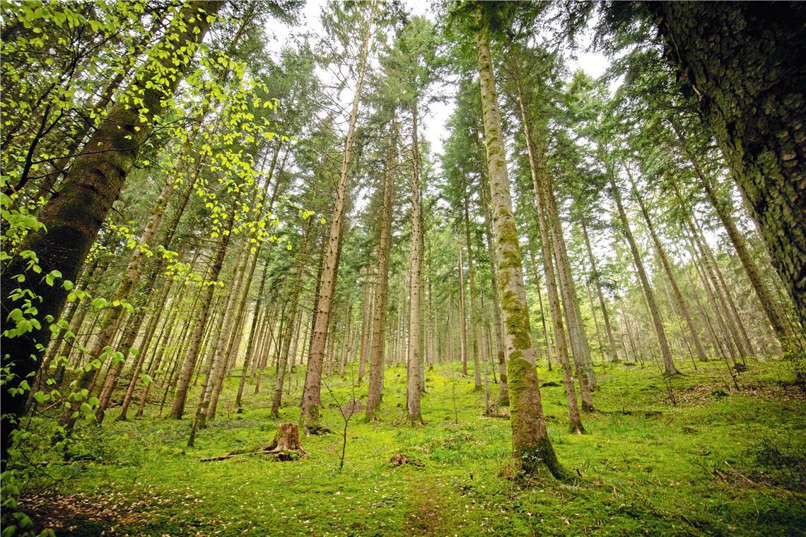 Neues Biotopholzkonzept für den Stadtwald Vor allem rund um die Hörschbachschlucht ist der Murrhardter Wald als Ausflugsziel beliebt. Archivfoto: Alexander Becher