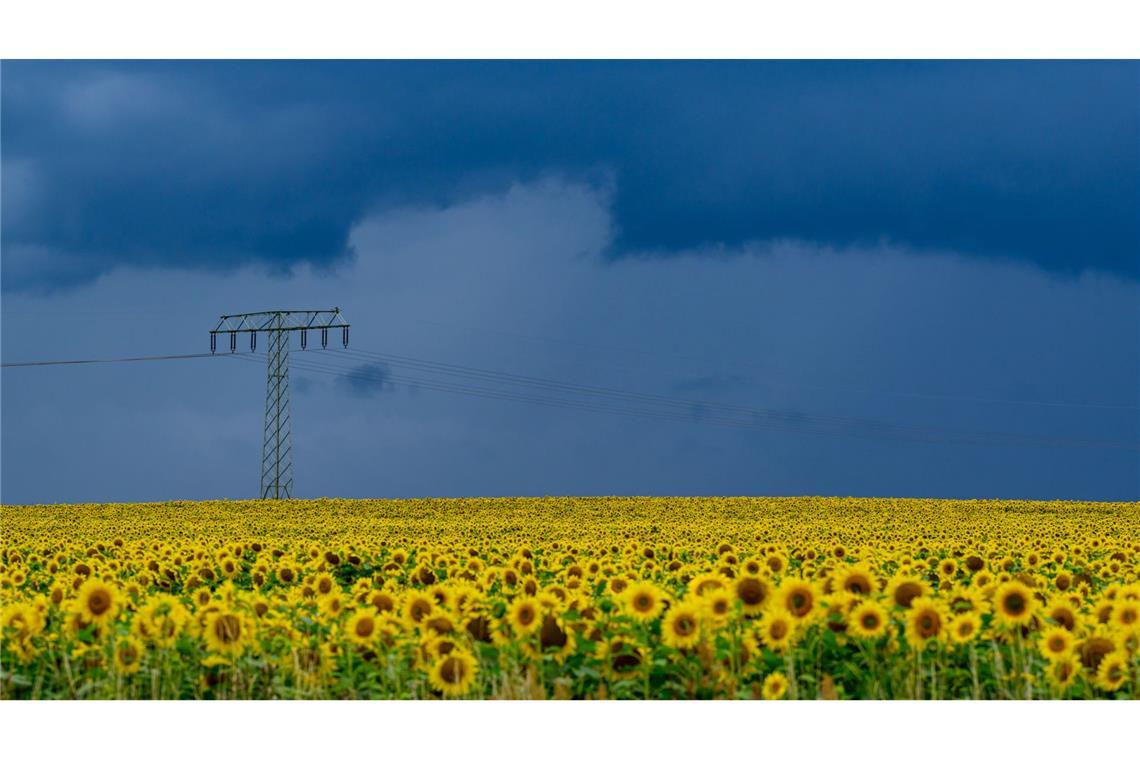 Bilder des Tages Vor dem Unwetter: Dunkle Gewitterwolken ziehen über die Landschaft und über ein blühendes Sonnenblumenfeld im östlichen Brandenburg.