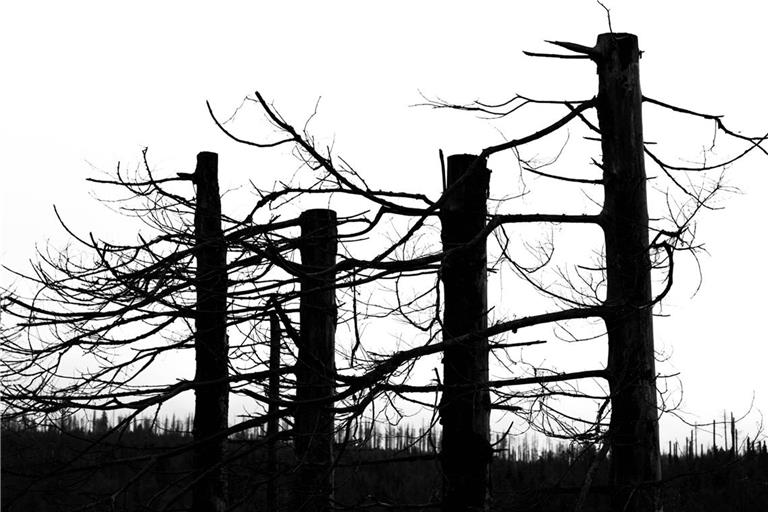 Vorboten der Klima-Apokalypse: abgestorbene Bergfichten im Harz.