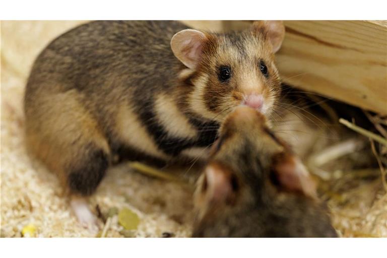 Vorsichtige Annäherung. Ein Weibchen und ein Männchen sind im NRW-Artenschutzzentrum für die Verpaarung vorgesehen.