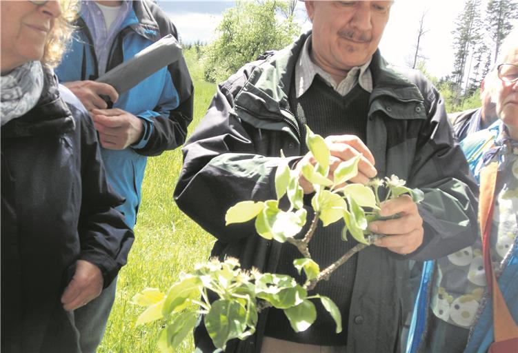 Vorsitzender Rainer Laidig (Mitte) erläutert den Spaziergängern die Entwicklung des Blütenstands. Die Gruppe trifft beim Rundgang auch auf den Apfelblütenstecher, einen Schädling aus der Familie der Rüsselkäfer. Foto: privat