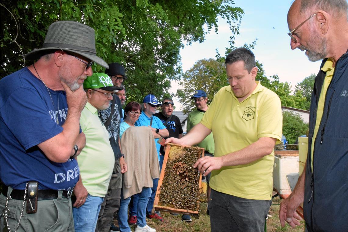 Vorsitzender Rudolf Hofmann (rechts) und Martin Karpf zeigen ein Bienenvolk mit Bienenkönigin, die mit einem weißen Punkt markiert ist.