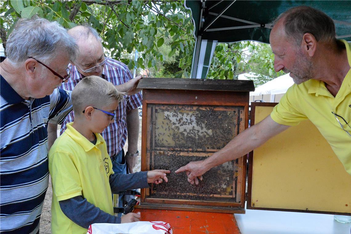 Abschluss
des Bienenjahrs Vorsitzender Rudolf Hofmann (rechts) zeigt, wie die Königin im Schaukasten des Vereins zu finden ist. Foto: Elisabeth Klaper