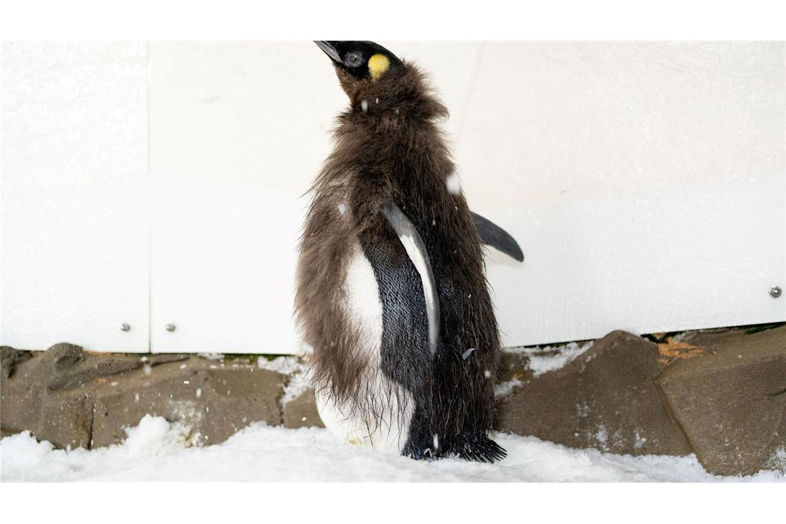 Bald im Frack: Riesen-Pinguin Pesto wird erwachsen Während der Mauser verlieren Pinguine viel Gewicht.