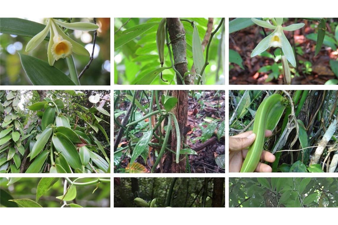 Klimawandel gefährdet die Zukunft der Vanille Während etwa die Vanilla inodora nur in Nebelwäldern und tiefergelegenen Regionen mit starken Niederschlägen wächst, kommen andere Arten nur in heißen Regionen mit langen Trockenphasen vor.