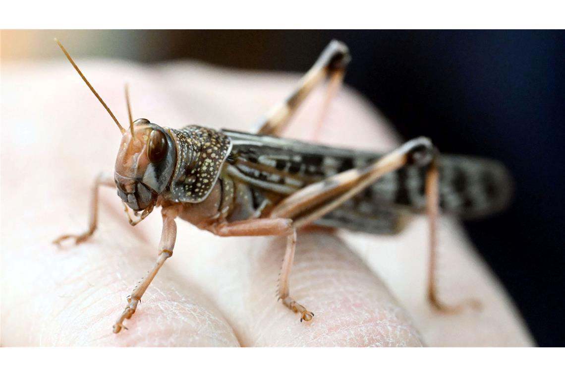 Wanderheuschrecken dienen hierzulande häufig als Futtertiere.