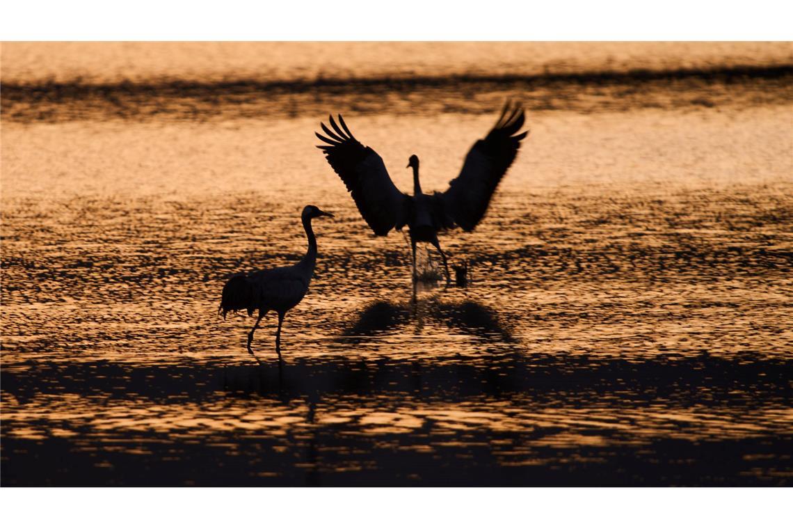 Wandernde Kraniche versammeln sich bei Sonnenaufgang im Naturschutzgebiet am Hula-See, nördlich des Sees Genezareth in Israel.