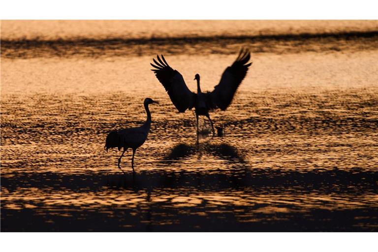 Wandernde Kraniche versammeln sich bei Sonnenaufgang im Naturschutzgebiet am Hula-See, nördlich des Sees Genezareth in Israel.