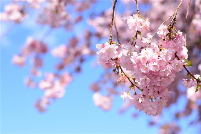 Wann wird es wieder wärmer? Ein Überblick über die Wetterentwicklung in Deutschland: Von frostigen Nächten und steigenden Temperaturen im April.