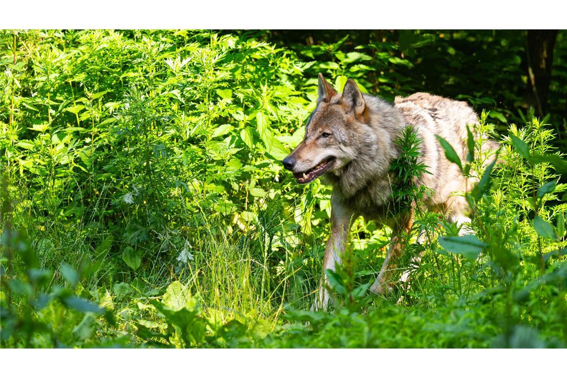 War der Wolf wieder da (Symbolbild)?