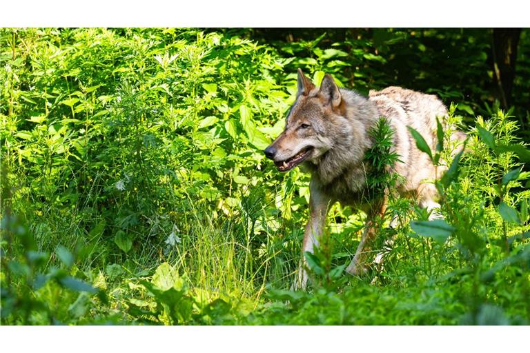 War der Wolf wieder da (Symbolbild)?