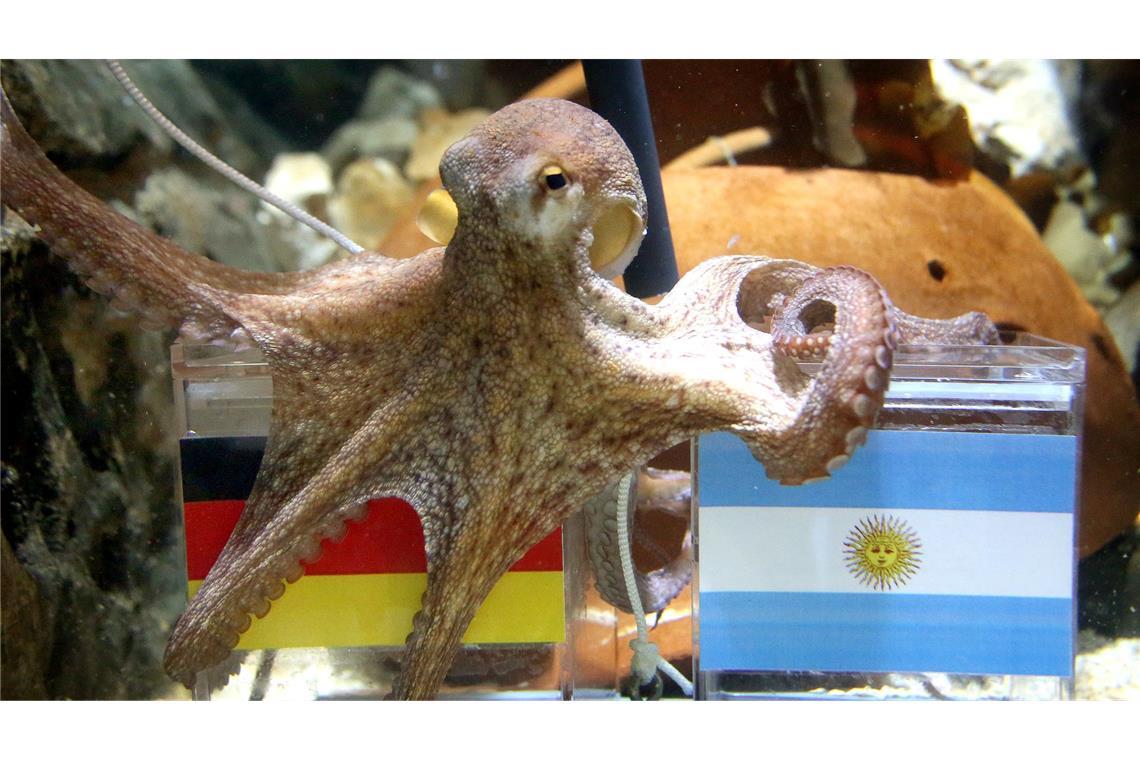 War ganz schön schlau: Krake Paul.