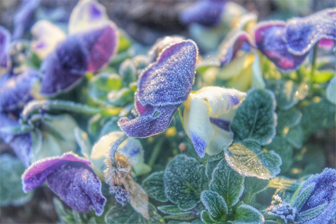Sind das jetzt schon die Eisheiligen? Warum der Mai mit Sommerhitze startet und dann plötzlich Bodenfrost droht. Was die aktuelle Wetterlage für die Eisheiligen bedeutet.