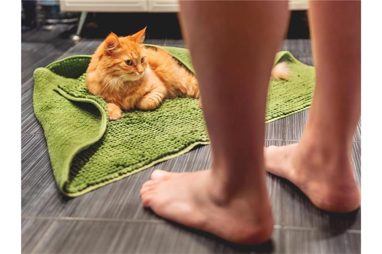 Warum folgen Katzen uns so oft zur Toilette?