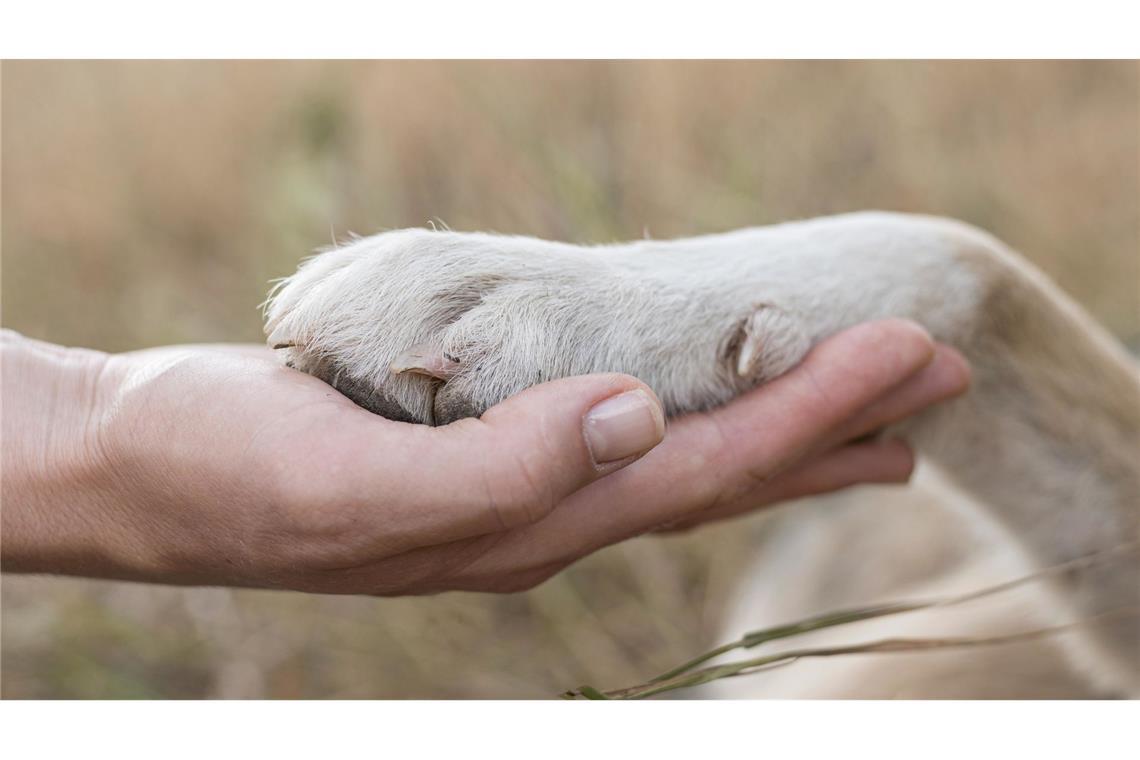 Bester Freund, Seelentröster: Warum Hunde für Menschen einzigartig sind