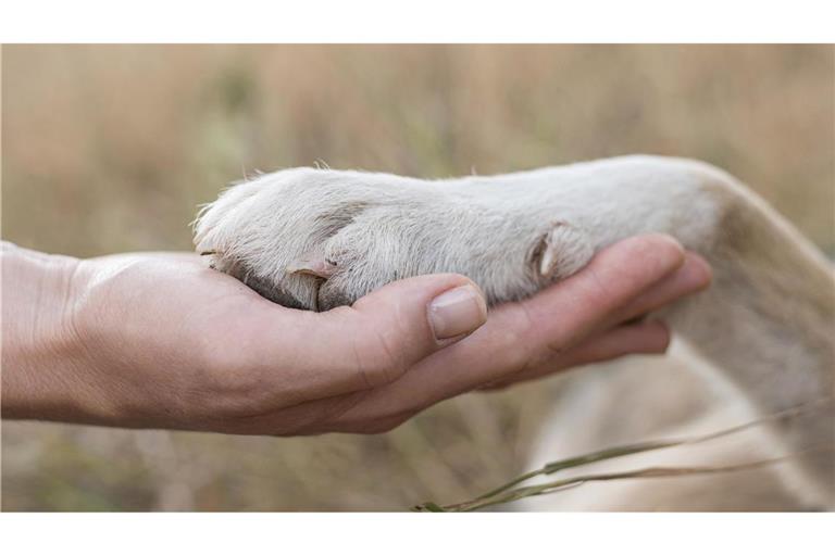 Warum Hunde einmalig sind? Sie sind Spielgefährten, Lebensbegleiter, Kind-Ersatz, Mittel gegen Einsamkeit und werden geliebt wegen ihrer bedingungslosen Treue.