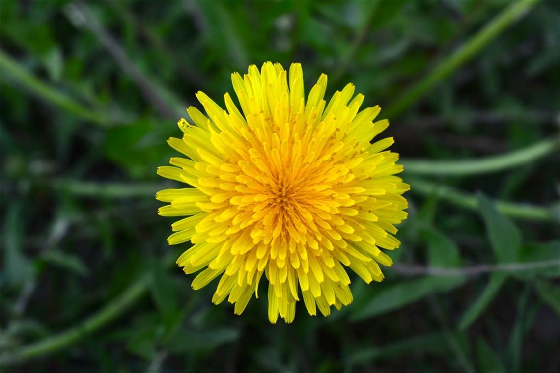 Löwenzahn-Tattoo: Welche Bedeutung hinter der Pusteblume steckt Was bedeutet ein Löwenzahn-Tattoo?